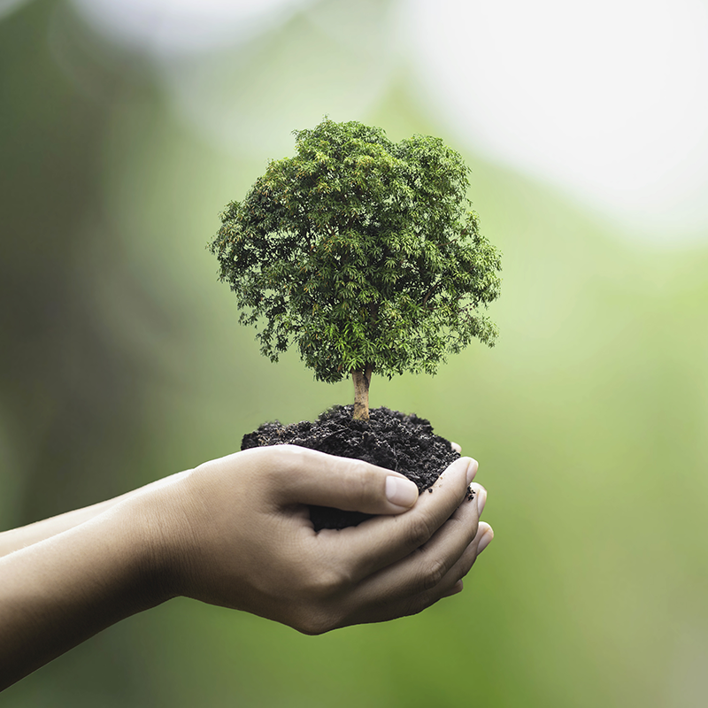 Carte ECOLOGIQUE en Carton